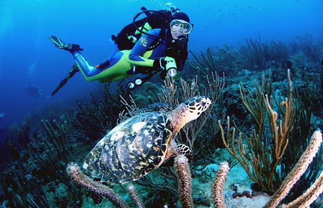 3. Дайвинг (Scuba Diving Tour).jpg